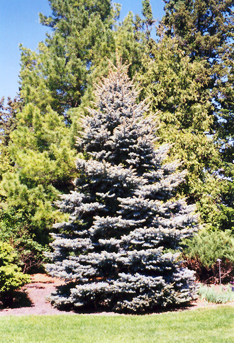 Colorado Blue Spruce (Picea pungens 'var. glauca') in Milwaukee ...