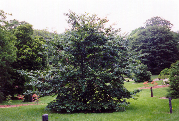 American Beech (Fagus grandifolia) at Minor's Garden Center