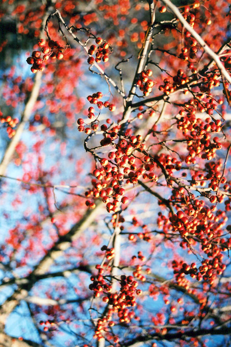 Winter King Hawthorn (Crataegus viridis 'Winter King') in Milwaukee ...