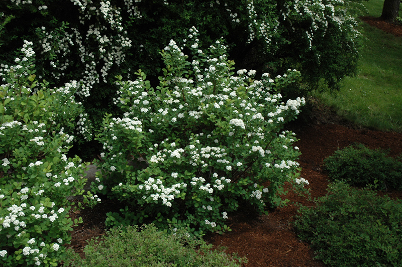 White Frost Birchleaf Spirea (Spiraea betulifolia 'Tor') at Minor's Garden Center