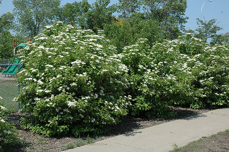 Highbush Cranberry Viburnum Trilobum In Milwaukee Brookfield Waukesha