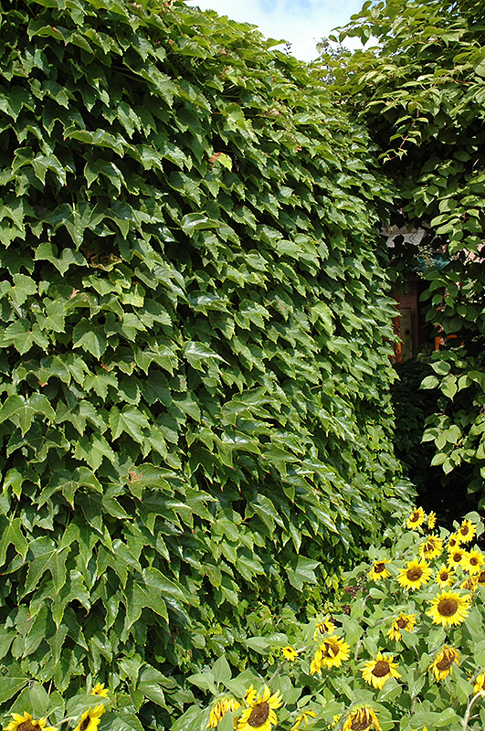 Boston Ivy (Parthenocissus tricuspidata) at Minor's Garden Center