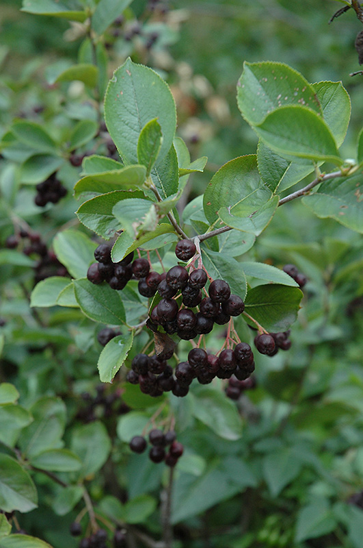 Black Chokeberry (Aronia melanocarpa var. elata) at Minor's Garden Center