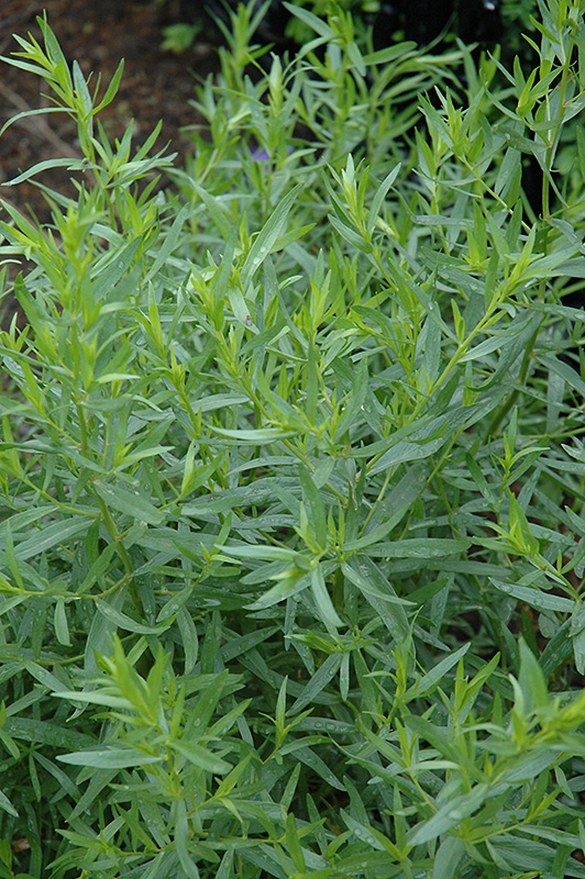 French Tarragon (Artemisia dracunculus 'Sativa') at Minor's Garden Center