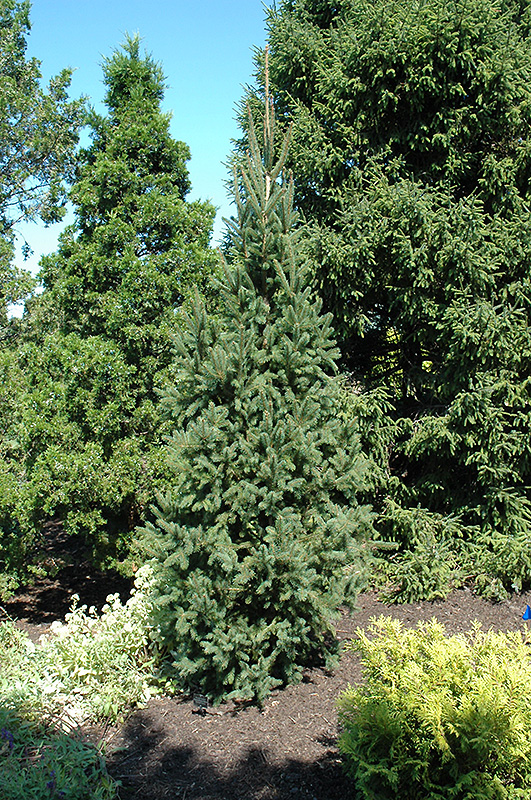 Cupressina Spruce (Picea abies 'Cupressina') at Minor's Garden Center