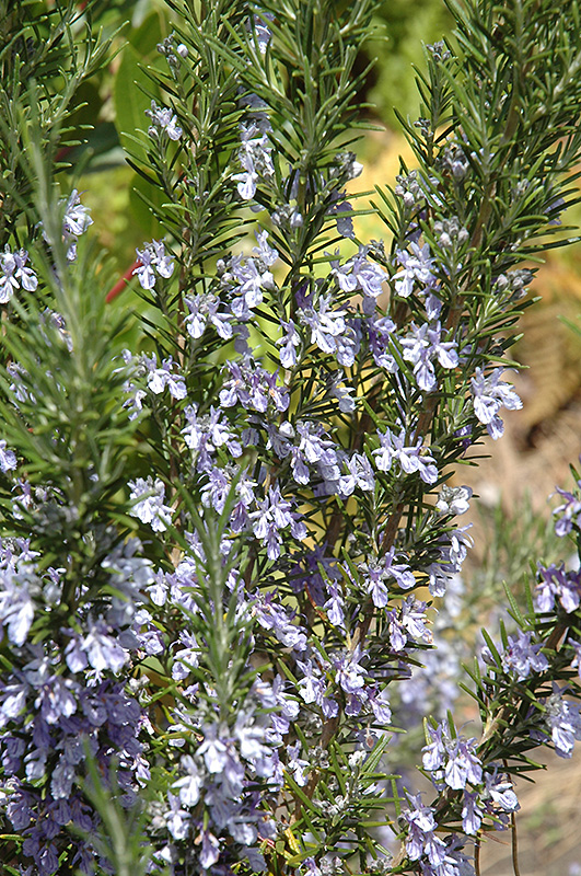 Common Rosemary (Rosmarinus officinalis) at Minor's Garden Center