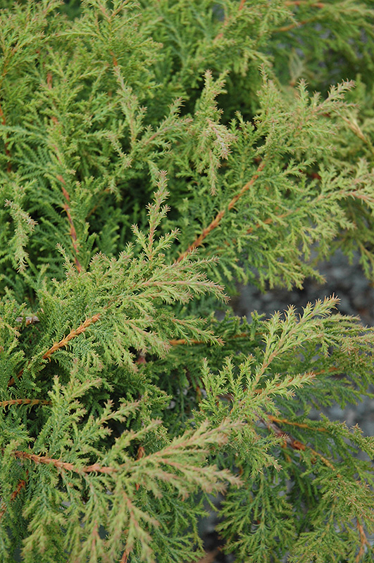 Fuzzball Siberian Carpet Cypress (Microbiota decussata 'Condavis') in ...