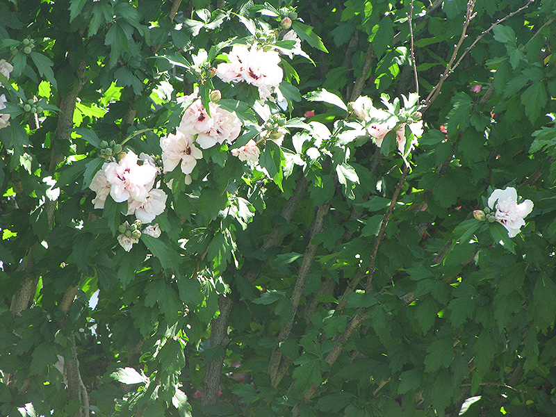 Morning Star Rose of Sharon (Hibiscus syriacus 'Morning Star') at Minor's Garden Center