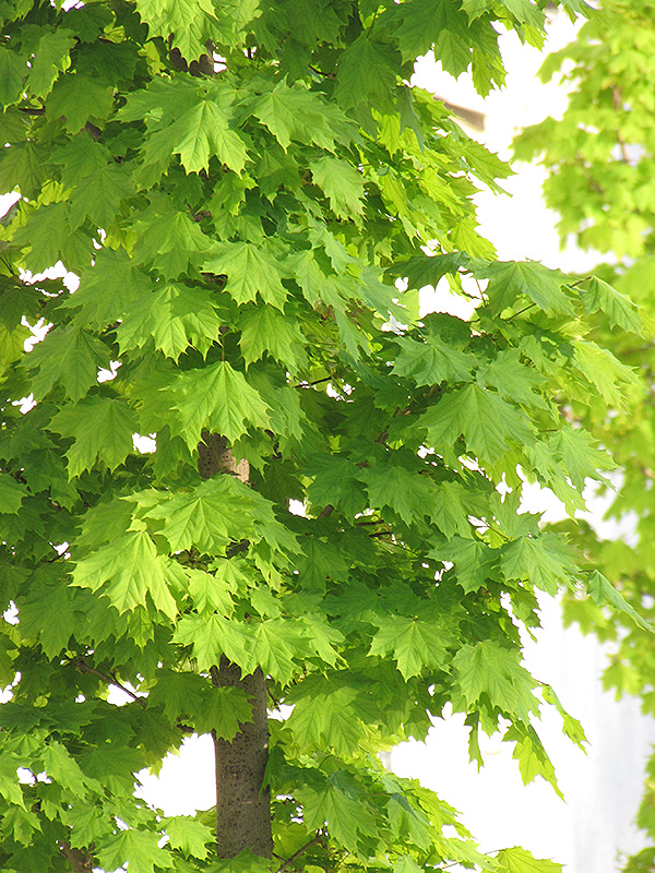Columnar Norway Maple (Acer platanoides 'Columnare') at Minor's Garden Center
