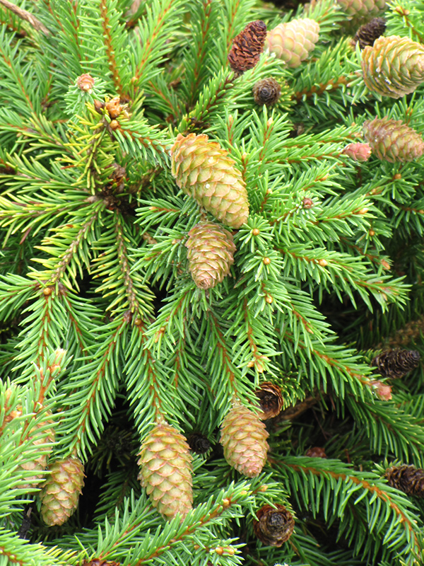 Pusch Spruce (Picea abies 'Pusch') at Minor's Garden Center