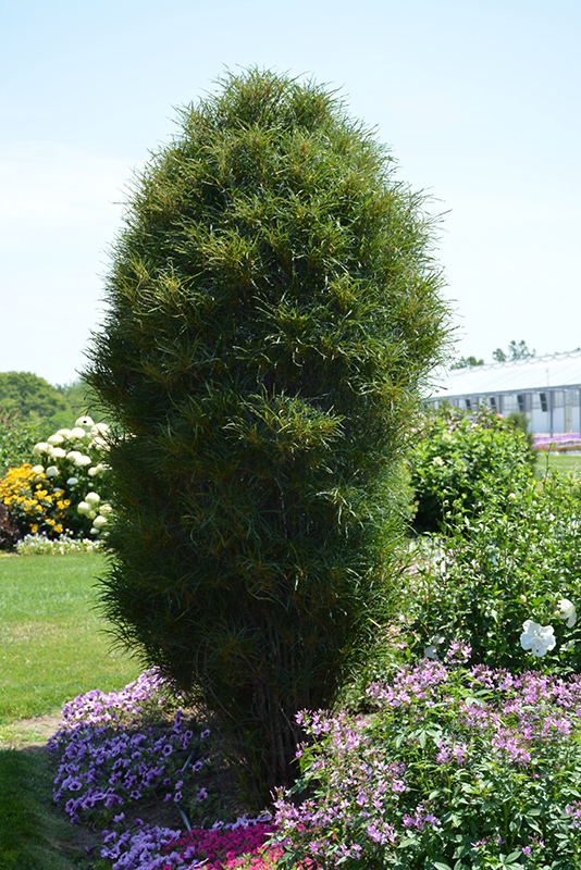Fine Line Buckthorn (Rhamnus frangula 'Ron Williams') at Minor's Garden Center
