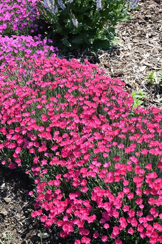 Paint The Town Magenta Pinks (Dianthus 'Paint The Town Magenta') at Minor's Garden Center