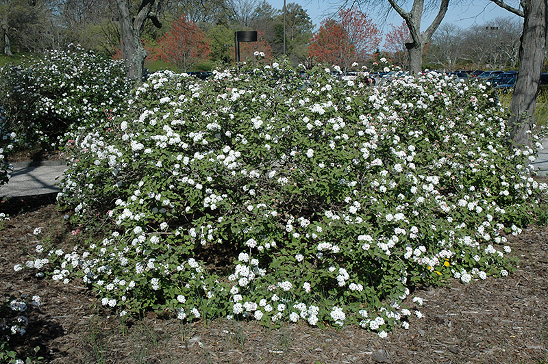 Compact Koreanspice Viburnum (Viburnum carlesii 'Compactum') at Minor's Garden Center