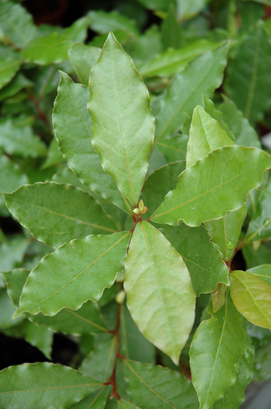 Sweet Bay Leaf (Laurus nobilis) at Minor's Garden Center