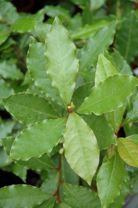 Sweet Bay Leaf (Laurus nobilis) in Milwaukee Brookfield Waukesha New ...