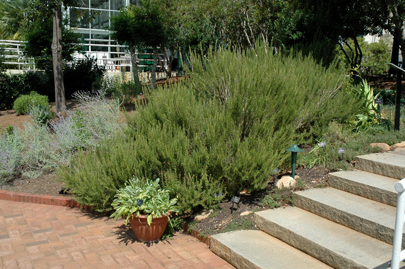 Common Rosemary (Rosmarinus officinalis) at Minor's Garden Center