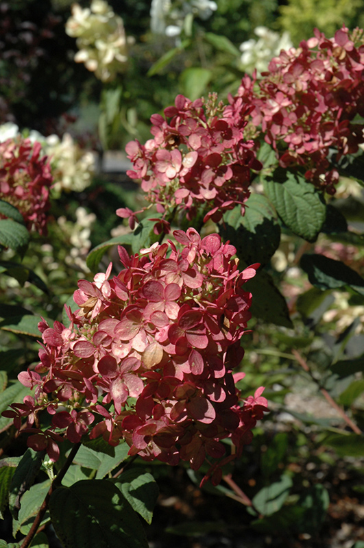 Fire Light Hydrangea (Hydrangea paniculata 'SMHPFL') in Milwaukee ...