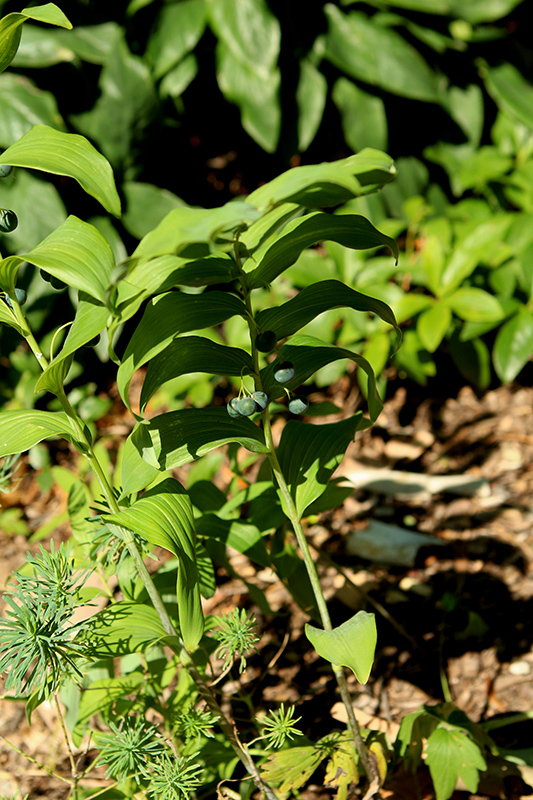 Solomon's Seal (polygonatum Biflorum) In Milwaukee Brookfield Waukesha 