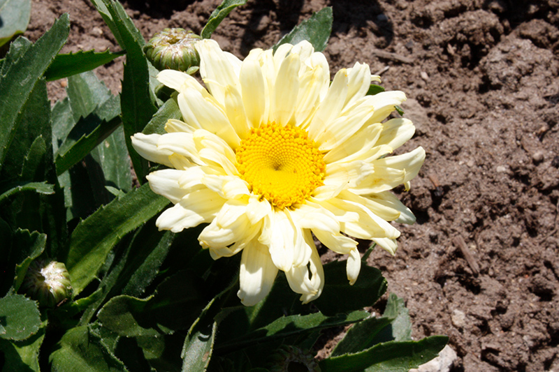 Amazing Daisies Banana Cream Ii Shasta Daisy Leucanthemum X Superbum Banana Cream Ii In 