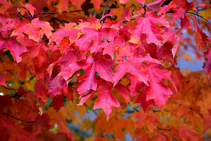 Fall Fiesta Sugar Maple (Acer saccharum 'Bailsta') at Minor's Garden Center