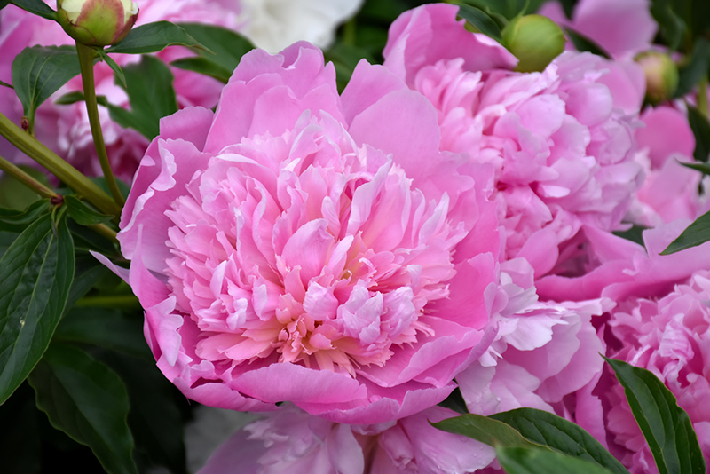 Heidi Peony (Paeonia 'Heidi') in Milwaukee Brookfield Waukesha New Berlin  Pewaukee Wisconsin WI at Minor's Garden Center