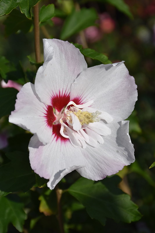Fiji Rose of Sharon (Hibiscus syriacus 'Minspot') at Minor's Garden Center