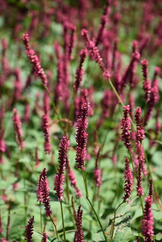 Firetail Mountain Fleece (Persicaria amplexicaulis 'Fire Tail') in ...