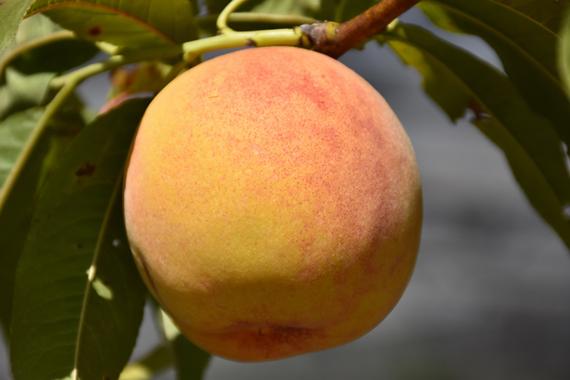 Reliance Peach (Prunus persica 'Reliance') at Minor's Garden Center