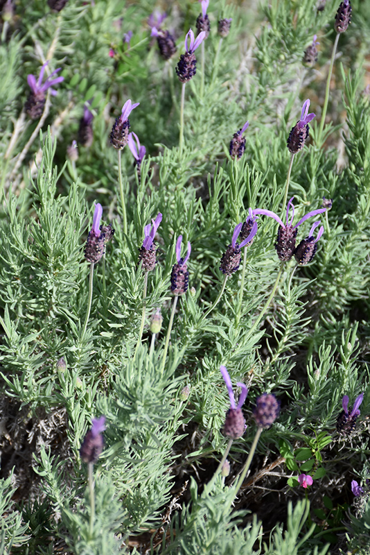 Purple Ribbon Spanish Lavender (Lavandula stoechas 'Purple Ribbon') at Minor's Garden Center