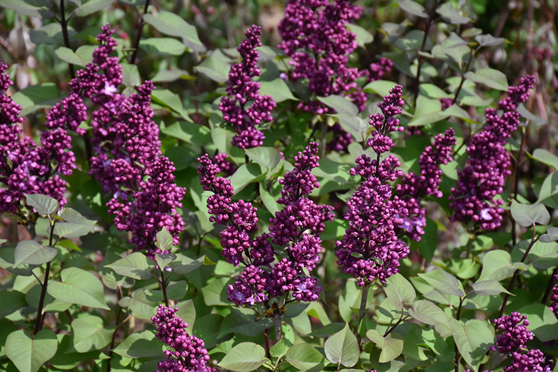 Virtual Violet Lilac (Syringa 'Bailbridget') at Minor's Garden Center