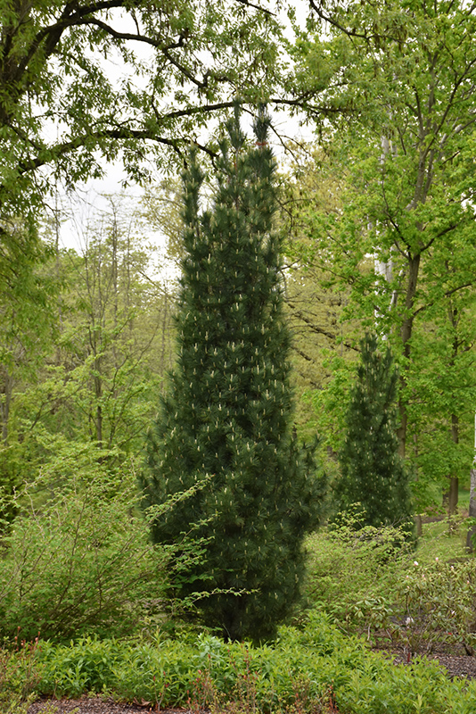 Stowe Pillar White Pine (Pinus strobus 'Stowe Pillar') at Minor's Garden Center