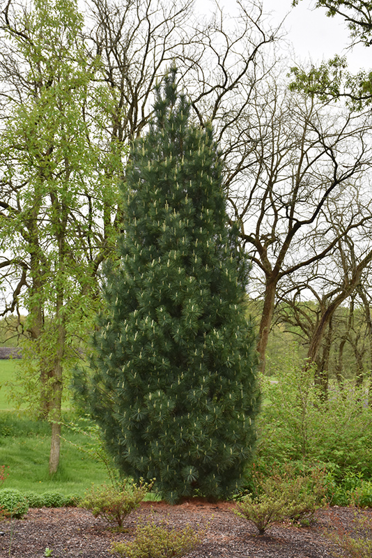 Stowe Pillar White Pine (Pinus strobus 'Stowe Pillar') at Minor's Garden Center