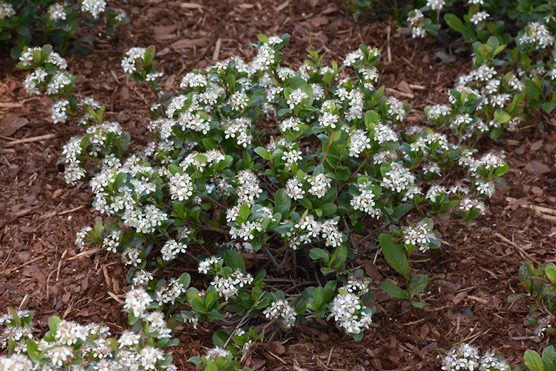 Low Scape Mound Chokeberry (Aronia melanocarpa 'UCONNAM165') at Minor's Garden Center