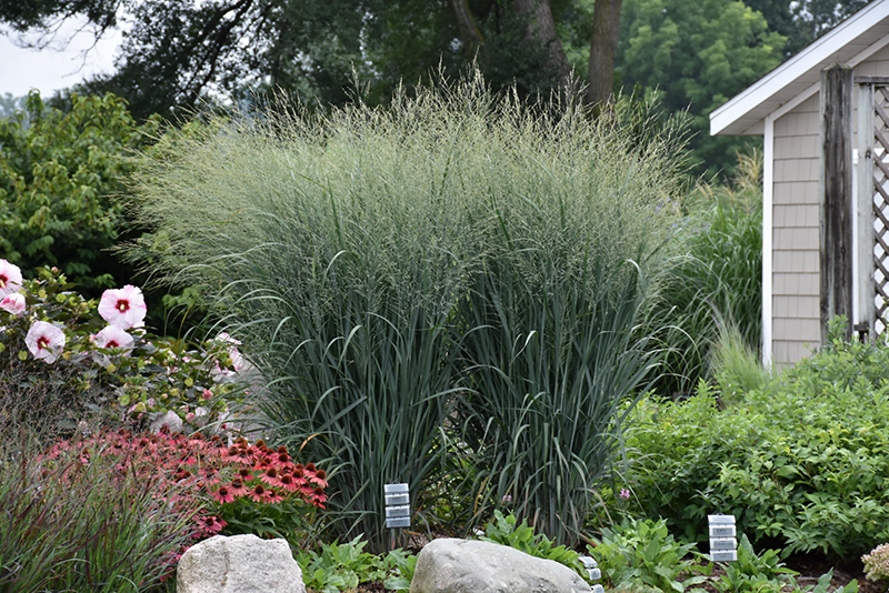 Prairie Winds Totem Pole Switch Grass (Panicum virgatum 'Totem Pole') at Minor's Garden Center