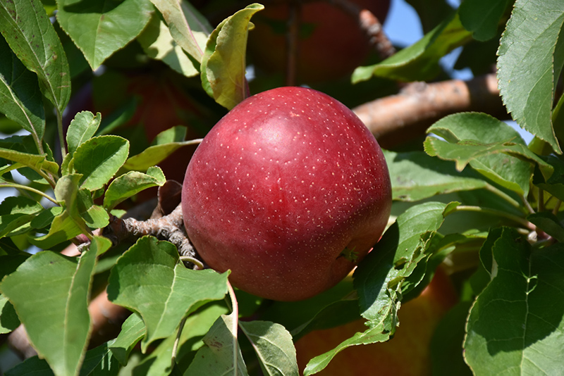 Haralred Apple (Malus 'Haralred') at Minor's Garden Center