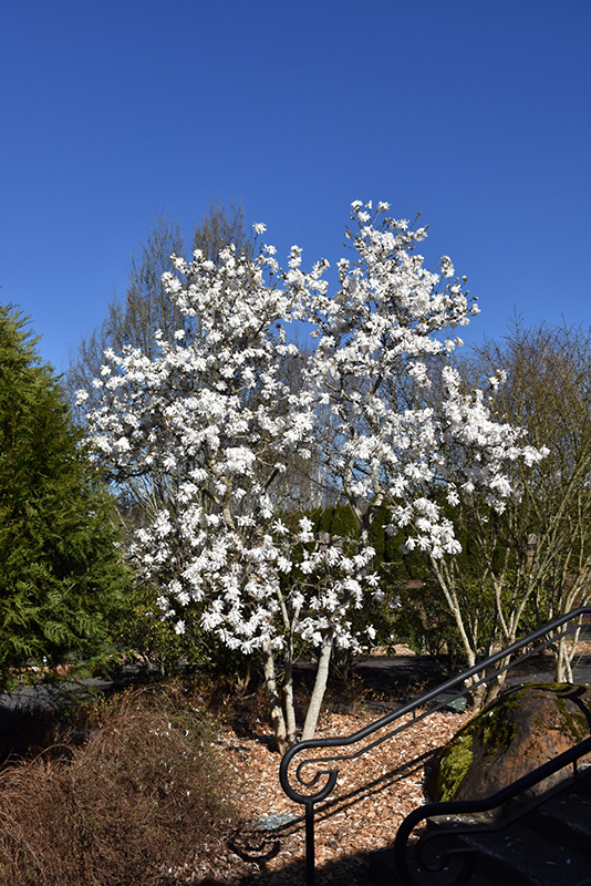 Royal Star Magnolia (Magnolia stellata 'Royal Star') at Minor's Garden Center