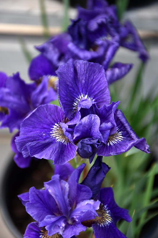 Ruffled Velvet Siberian Iris (Iris sibirica 'Ruffled Velvet') at Minor's Garden Center