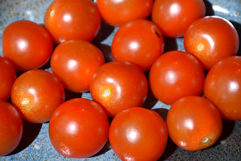 Sweet 100 Tomato (Solanum lycopersicum 'Sweet 100') at Minor's Garden Center