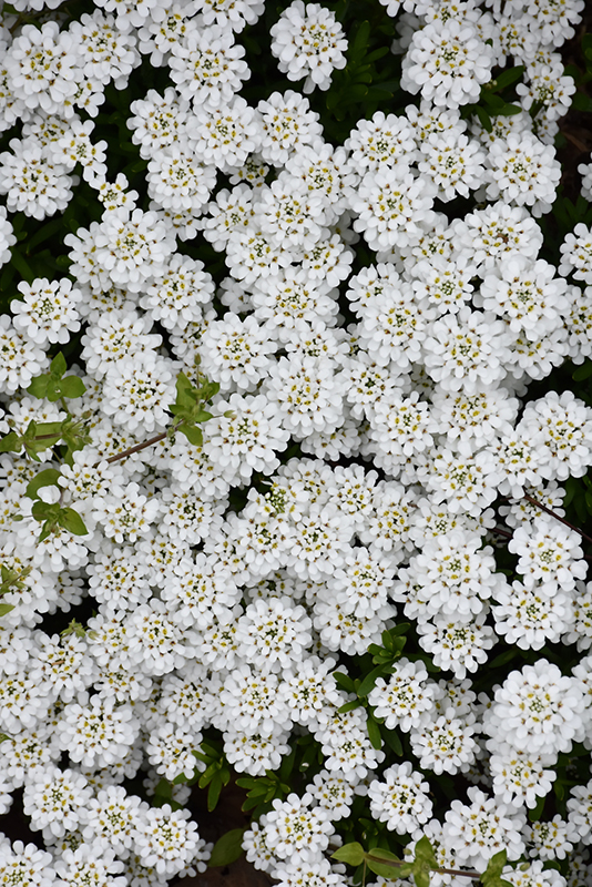Snowflake Candytuft (Iberis sempervirens 'Snowflake') at Minor's Garden Center