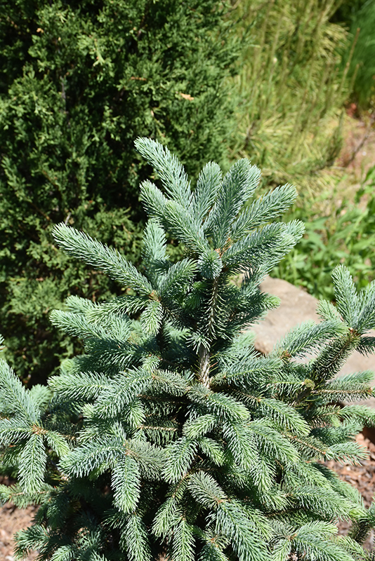 Skinny Blue Genes Black Hills Spruce (Picea glauca 'Westervelt') in ...