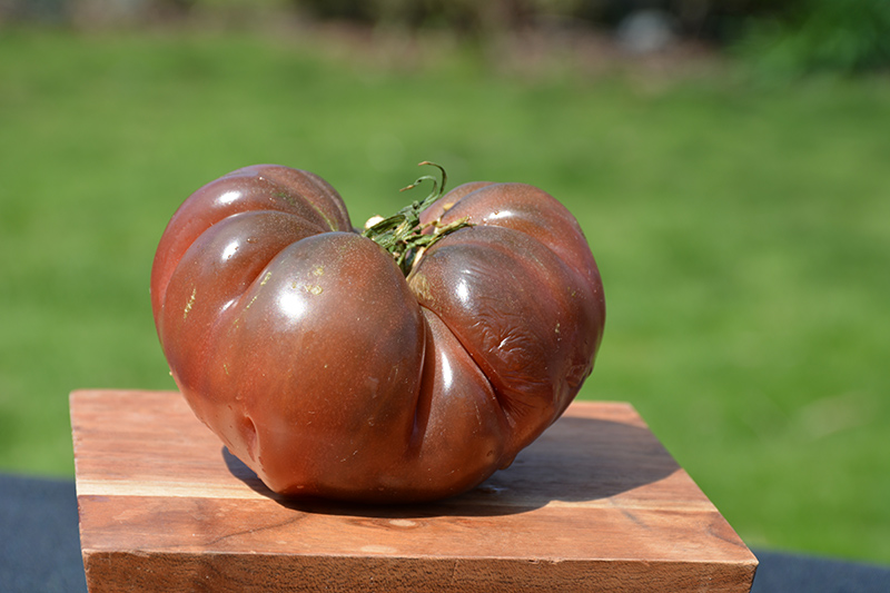 Heirloom Marriage Cherokee Carbon Tomato (Solanum lycopersicum 'Cherokee Carbon') at Minor's Garden Center