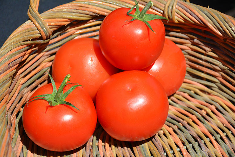 Celebrity Tomato (Solanum lycopersicum 'Celebrity') at Minor's Garden Center