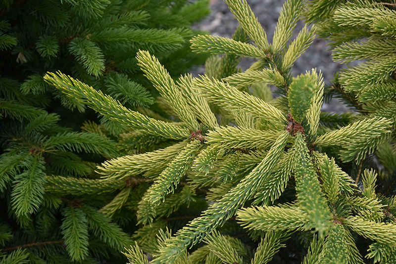 Mac's Gold White Spruce (Picea glauca 'Mac's Golden') in Milwaukee ...