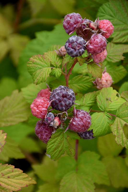 Jewel Black Raspberry (Rubus occidentalis 'Jewel') at Minor's Garden Center