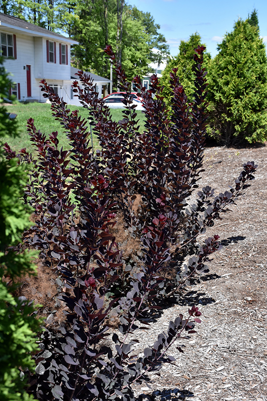 Winecraft Black Smokebush (Cotinus coggygria 'NCCO1') at Minor's Garden Center