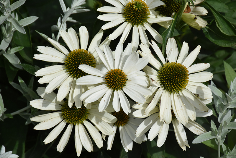 Color Coded The Price Is White Coneflower (Echinacea 'The Price Is White') at Minor's Garden Center