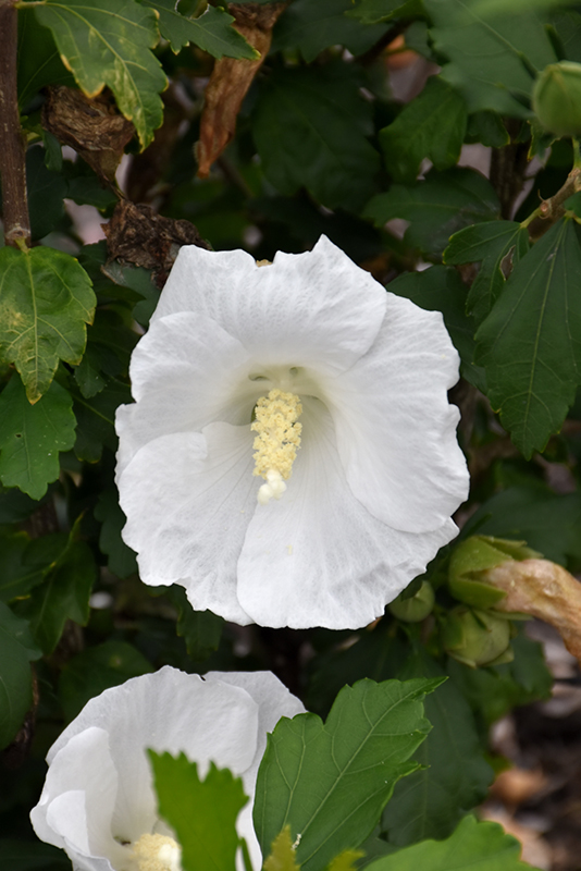 White Angel Rose of Sharon (Hibiscus syriacus 'Grewa') in Milwaukee ...