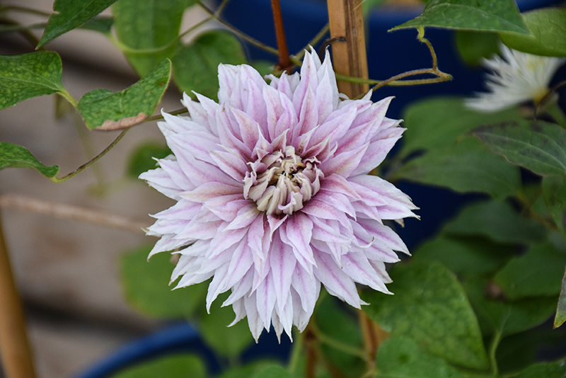 Regal Josephine Clematis (Clematis 'Josephine') in Milwaukee