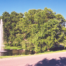 Birken Tree - Birchwater — NeighbourFood