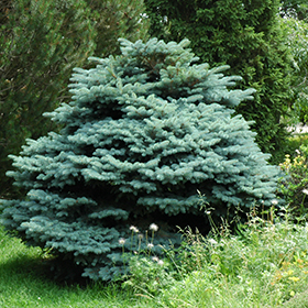Picea pungens 'Globosa' Dwarf Globe Blue Spruce Tree Spruce, Dwarf